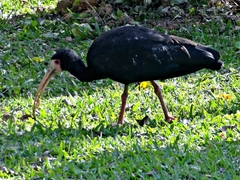 Phimosus infuscatus