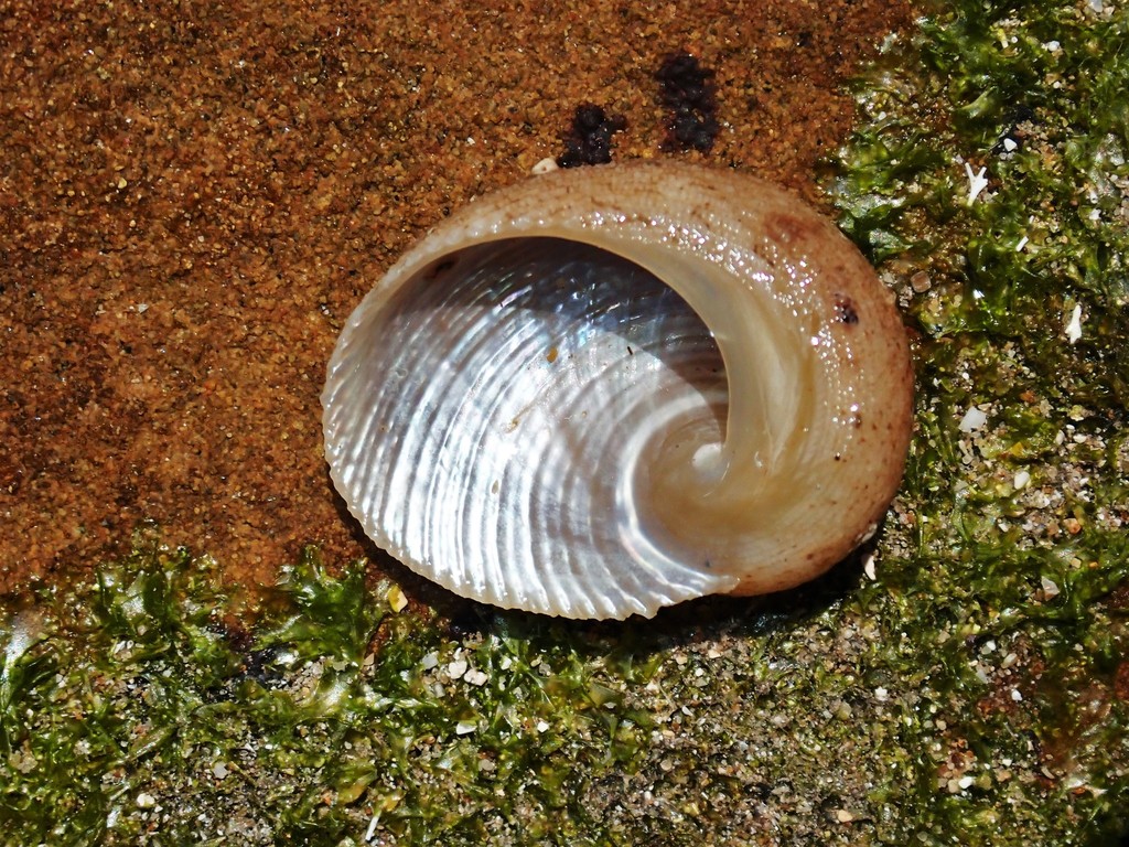 False Ear Shell