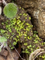 Fissidens bushii