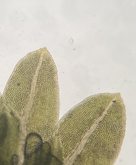 Fissidens bushii