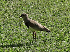 Vanellus chilensis