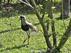 Vanellus chilensis