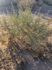Magnoliopsida