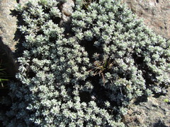 Ewartia nubigena