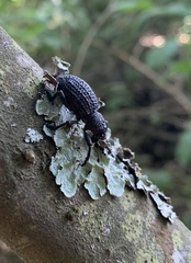 Aegorhinus superciliosus