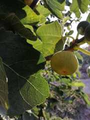 Ficus carica
