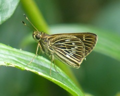 Vehilius stictomenes stictomenes