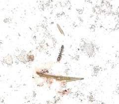 Pseudomyrmex oculatus