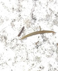 Pseudomyrmex oculatus