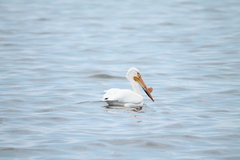 Pelecanus erythrorhynchos