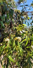 Eucalyptus porosa