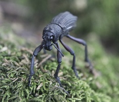 Aegorhinus suturalis