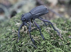 Aegorhinus suturalis