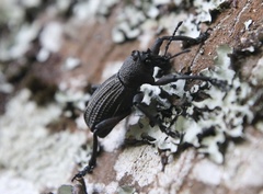 Aegorhinus suturalis