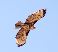 Buteo jamaicensis