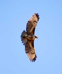 Buteo jamaicensis