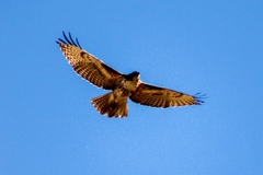 Buteo jamaicensis