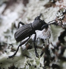 Aegorhinus suturalis