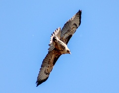 Buteo jamaicensis
