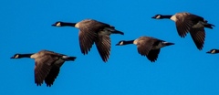 Branta canadensis