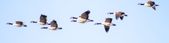 Branta canadensis