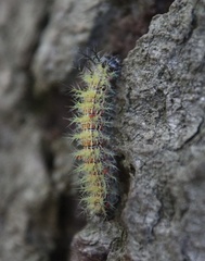 Ormiscodes amphimone