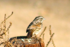 Melospiza melodia
