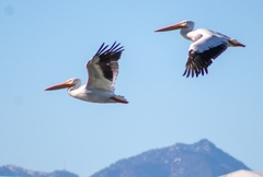 Pelecanus erythrorhynchos