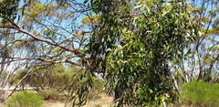 Eucalyptus porosa