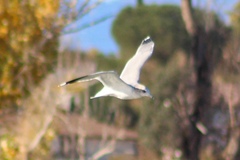 Larus delawarensis