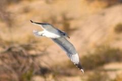 Larus delawarensis