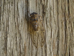 Cicada barbara lusitanica