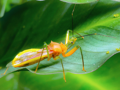 Ploeogaster