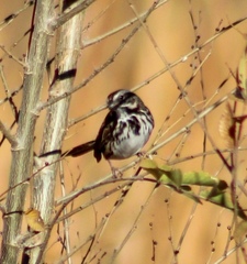 Melospiza melodia