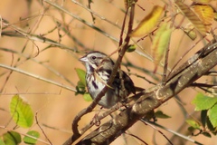 Melospiza melodia