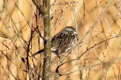 Melospiza melodia