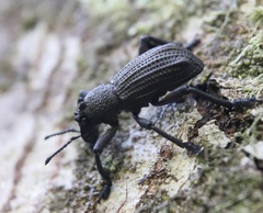 Aegorhinus suturalis