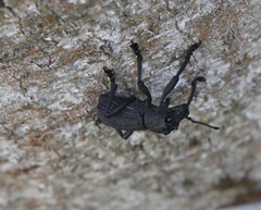 Aegorhinus suturalis