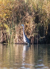 Ardea herodias
