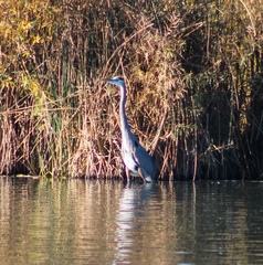 Ardea herodias
