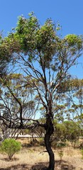 Eucalyptus porosa