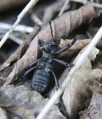 Aegorhinus suturalis