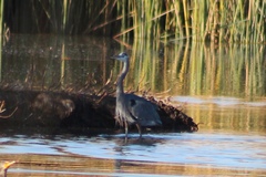 Ardea herodias