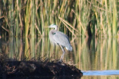 Ardea herodias