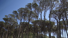 Pinus pinea