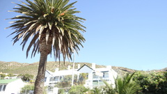 Arecaceae