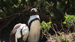 Spheniscus demersus