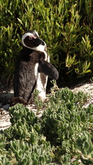 Spheniscus demersus
