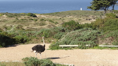 Struthio camelus australis