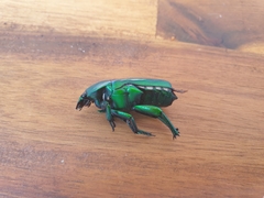 Ischiopsopha wallacei